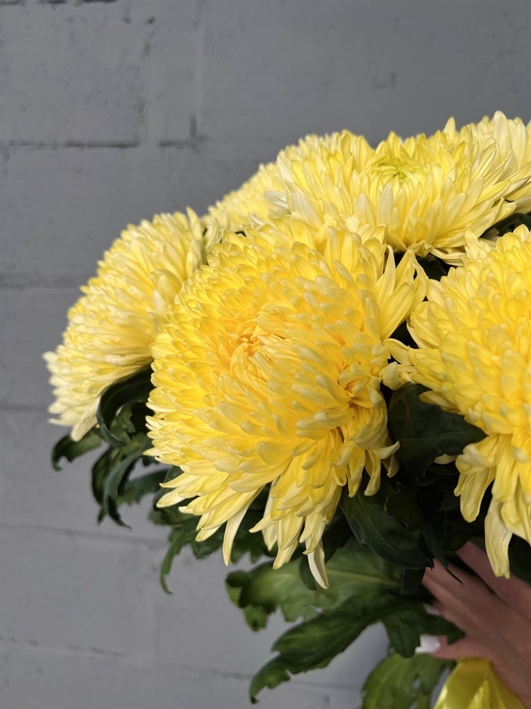 Желтые хризантемы: фото пионовидных и игольчатых цветов, сорта «Магнум», «Помпон» и «Радость», Celebrate и «Пинаколада»